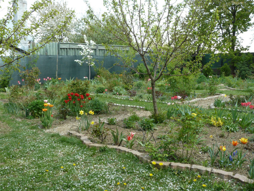 P1260535 - 2017 Aprilie_Idilic Garden