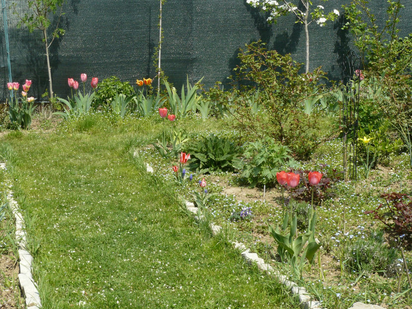 P1260539 - 2017 Aprilie_Idilic Garden