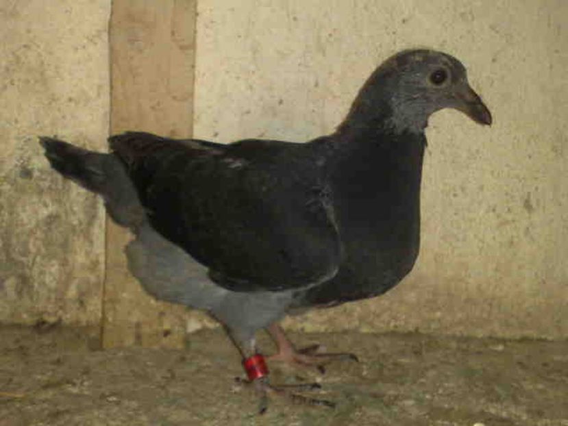  - Pui 2017-2018 -2019-2020 -2021-matca-doici-vind aproape tot lotul