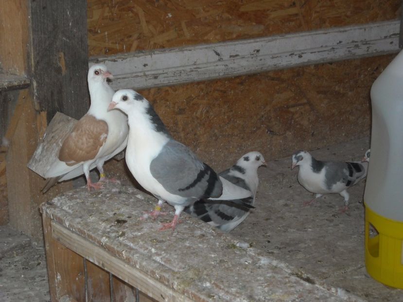 pierdut - PUISORI  2017