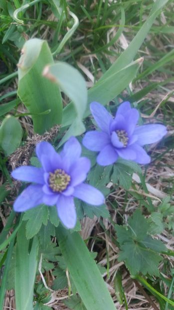 Anemone - Primavara 2017