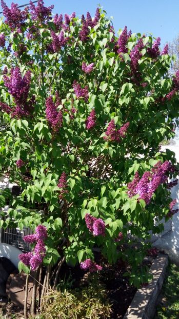 liliac 1 - Gradina diverse 2017