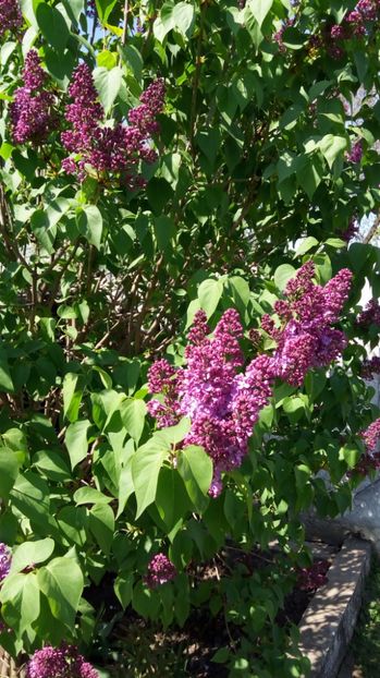 liliac 2 - Gradina diverse 2017