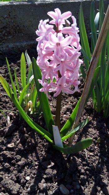 6a - Gradina diverse 2017