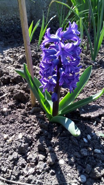 8a - Gradina diverse 2017