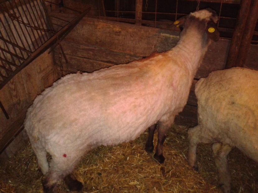 Fotografie0041 - D --- 2 oile kiki si riki