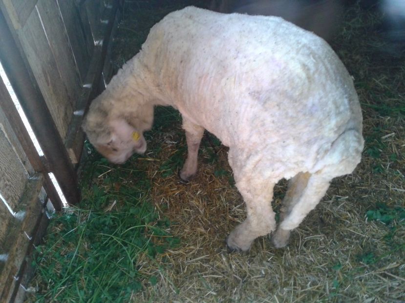 Fotografie0047 - D --- 2 oile kiki si riki