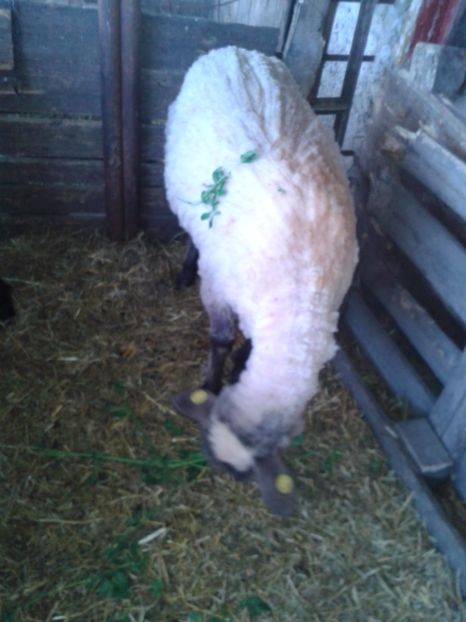 Fotografie0048 - D --- 2 oile kiki si riki