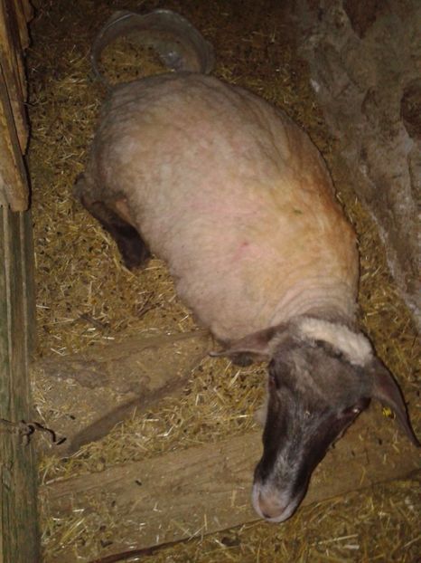 Fotografie0060 - D --- 2 oile kiki si riki