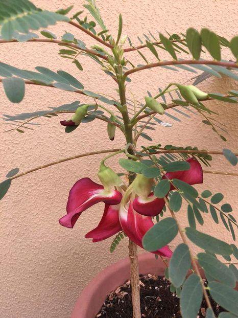 e frumoasa - Paste fericit tuturor  2017