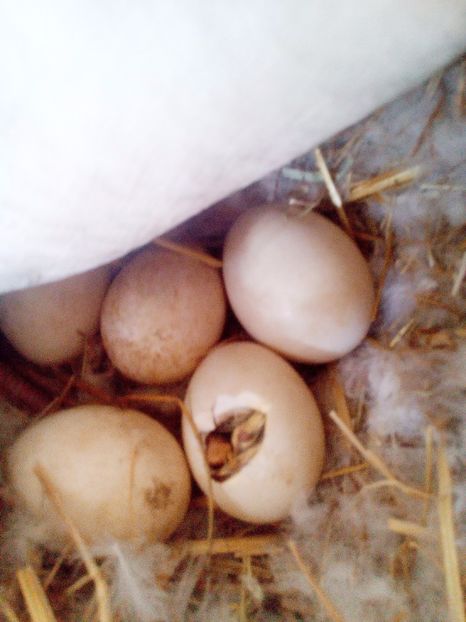 Primul - Cuibul bobocei