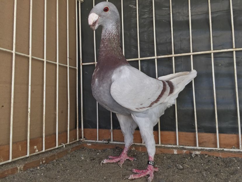 F/2016 - Germani de frumusete