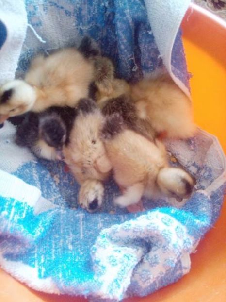  - Primele cioculete pe afara