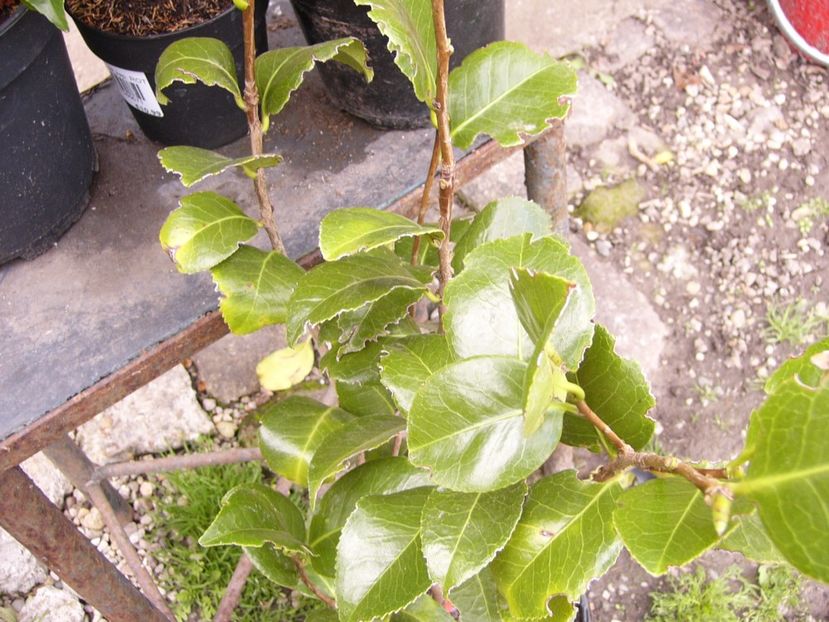 P1300199 - ANUL 2017 FLORI