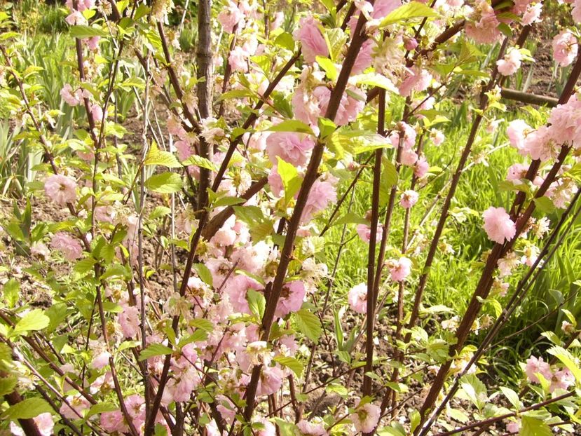 Prunus Triloba - ANUL 2017 FLORI
