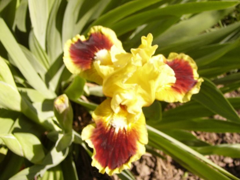 P1300338 - ANUL 2017 FLORI