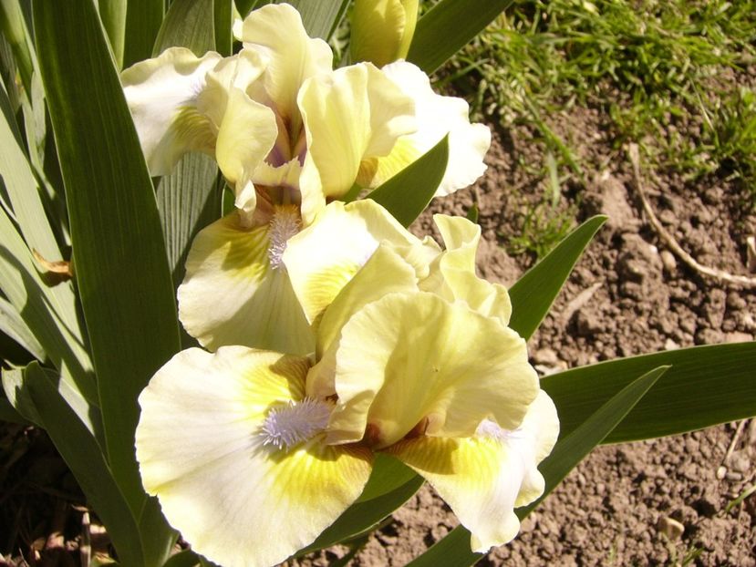 P1300340 - ANUL 2017 FLORI