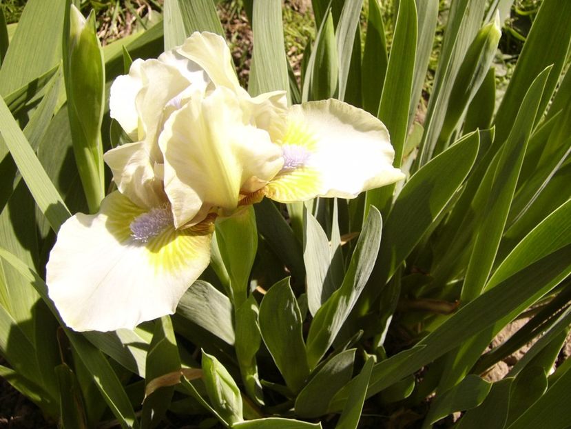 P1300343 - ANUL 2017 FLORI