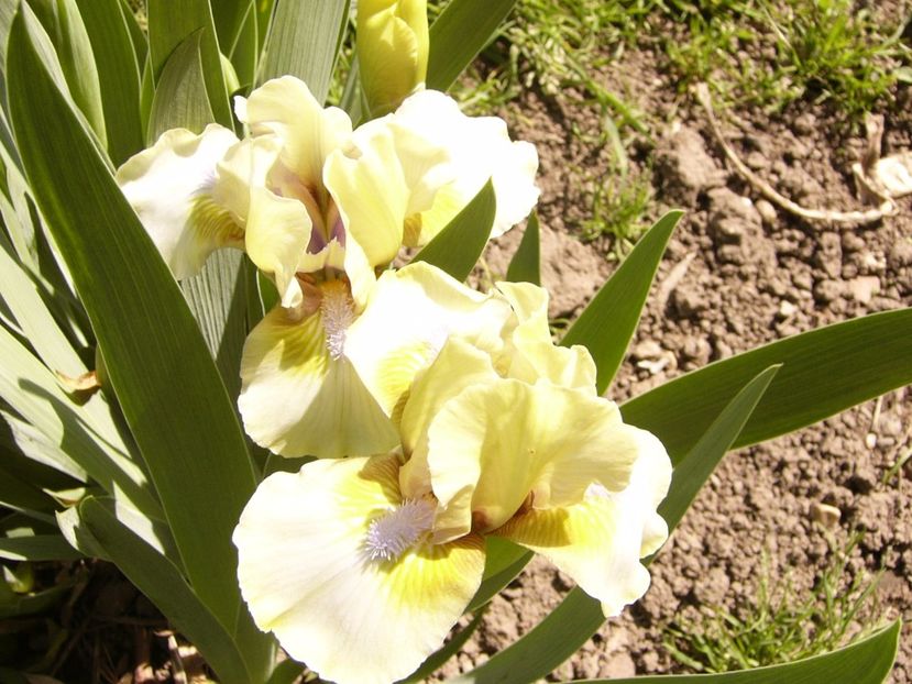 P1300344 - ANUL 2017 FLORI