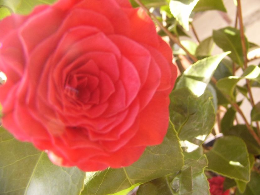 P1300347 - ANUL 2017 FLORI