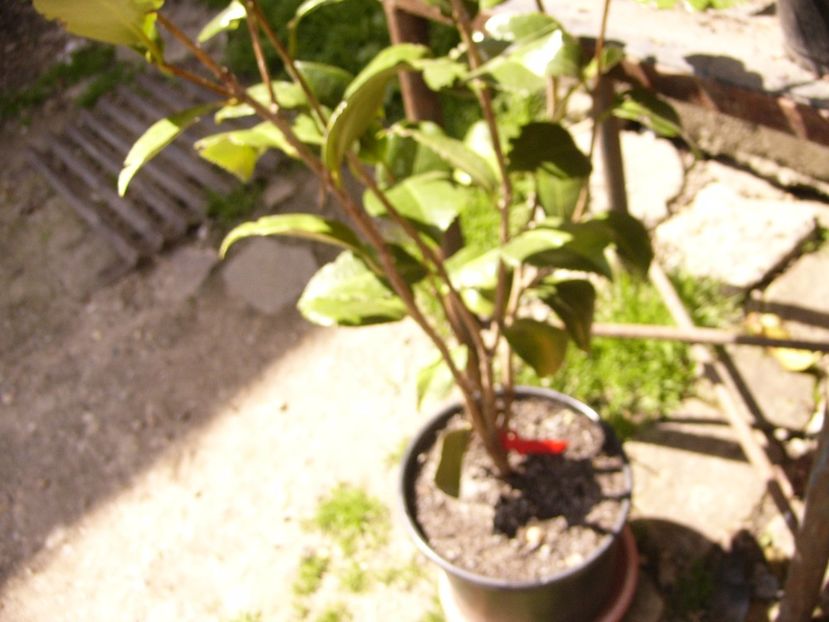 P1300348 - ANUL 2017 FLORI