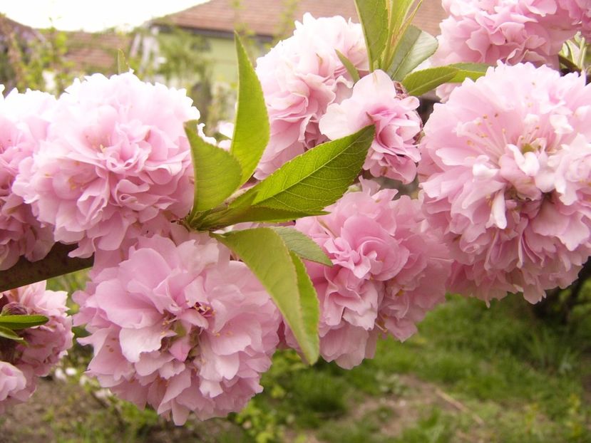 P1300349 - ANUL 2017 FLORI