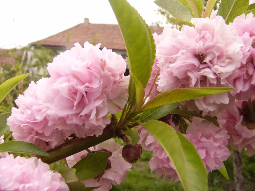 P1300350 - ANUL 2017 FLORI