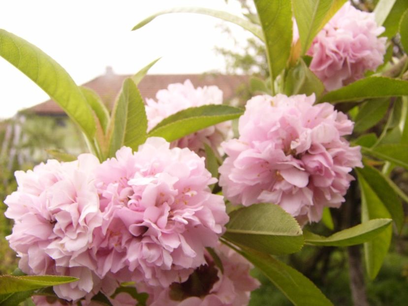 P1300351 - ANUL 2017 FLORI