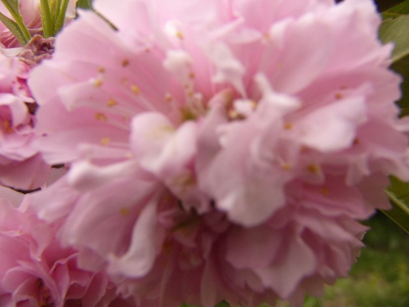 P1300352 - ANUL 2017 FLORI