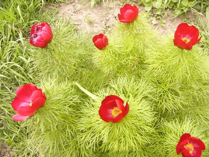 Paeonia Tenuifolia - ANUL 2017 FLORI