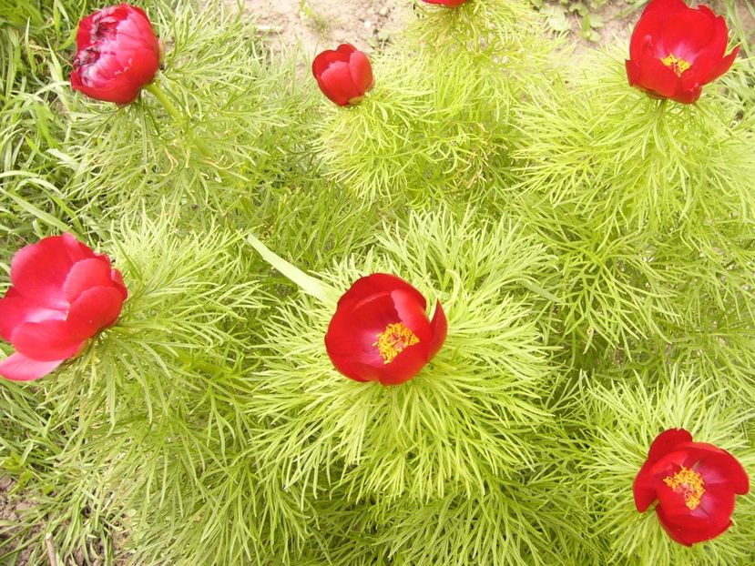 P1300355 - ANUL 2017 FLORI