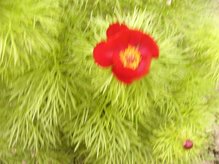 Paeonia Tenuifolia - ANUL 2017 FLORI