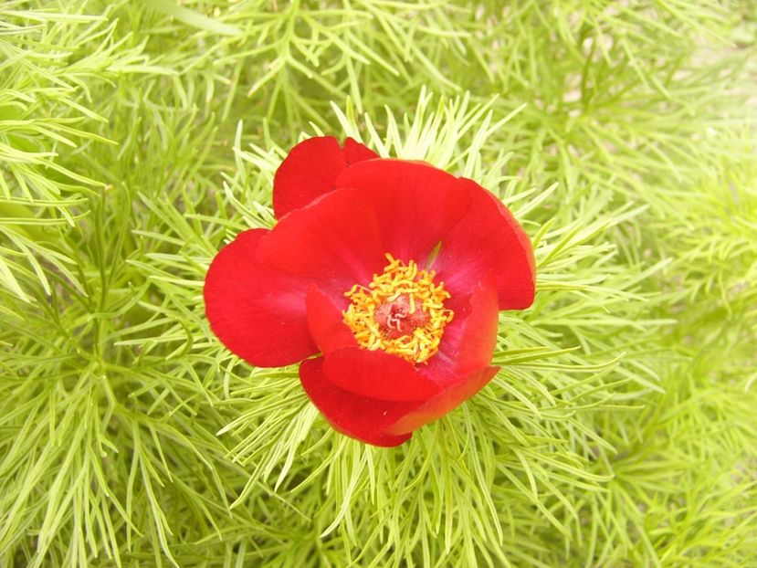 P1300358 - ANUL 2017 FLORI