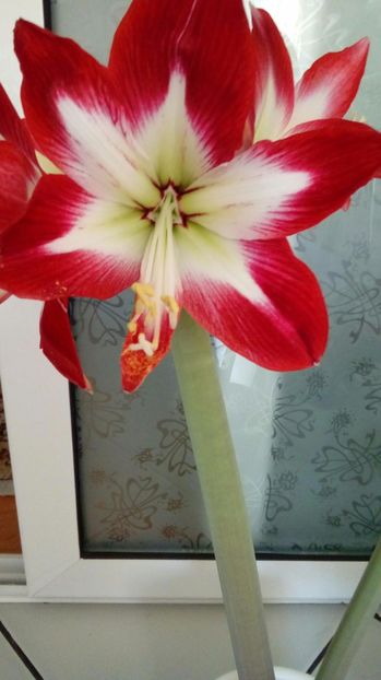 P_20170415_083653_1_BF_p - Amaryllis