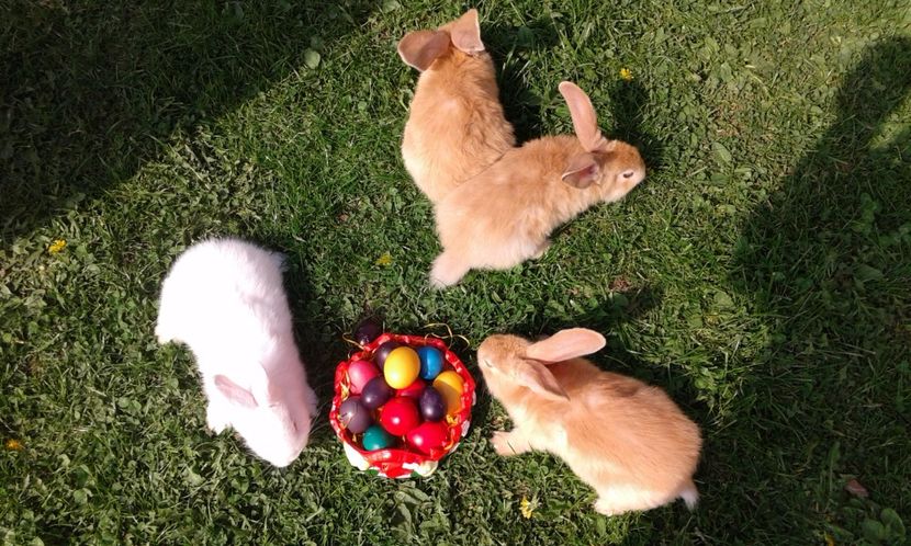  - 0 A A Paste  fericit 2017