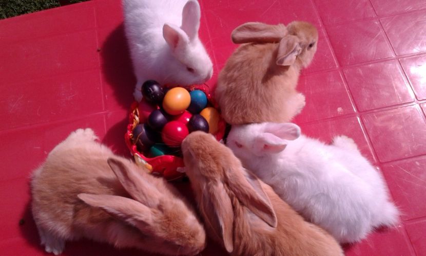  - 0 A A Paste  fericit 2017