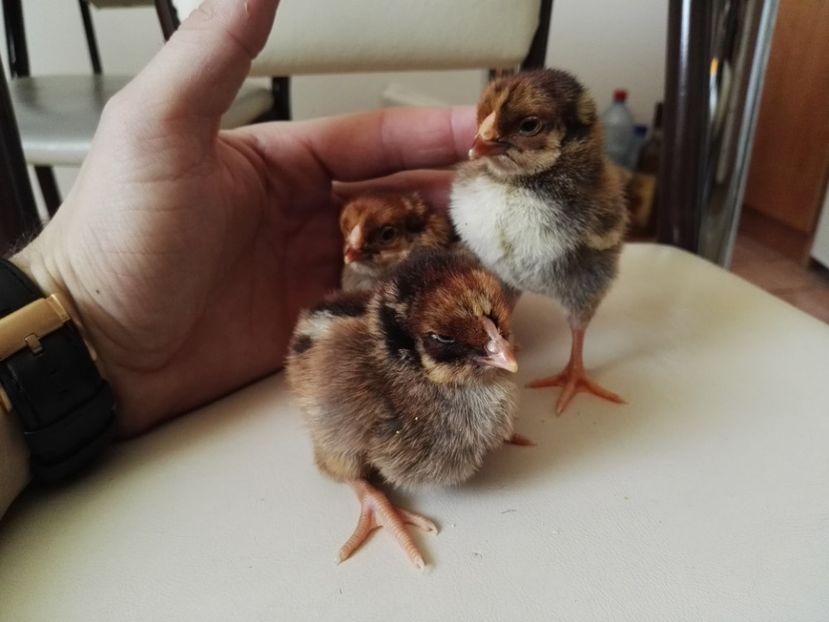  - Wyandotte auriu negru