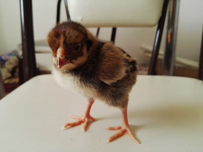  - Wyandotte auriu negru