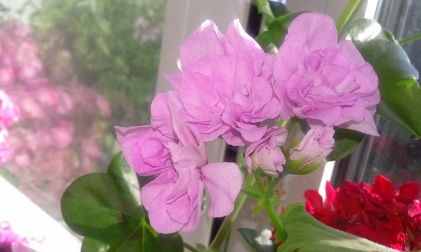 Liliac Rose - Flori 2017
