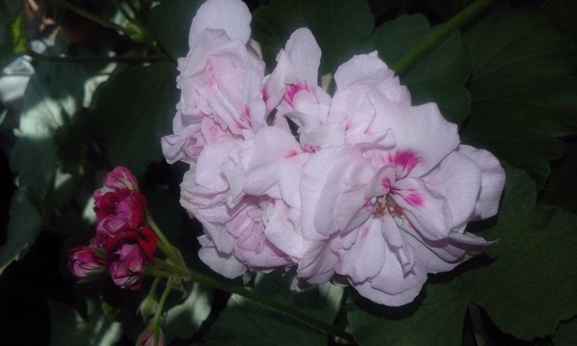 Unicorn Zonartic Bride - Flori 2017