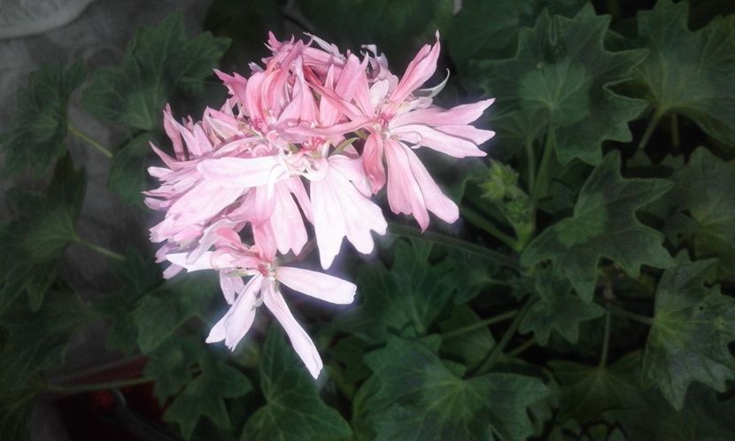 Graffiti Double Salmon - Flori 2017