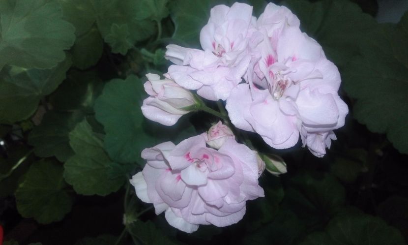 Unicorn Zonartic Bride - Flori 2017