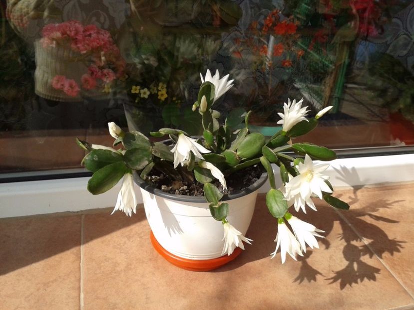 17902631_1420277774711661_844784984_o - floricele ingrijite de mama