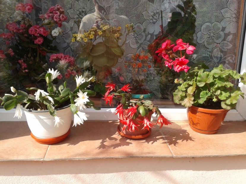 17948364_1420278931378212_733242328_o - floricele ingrijite de mama