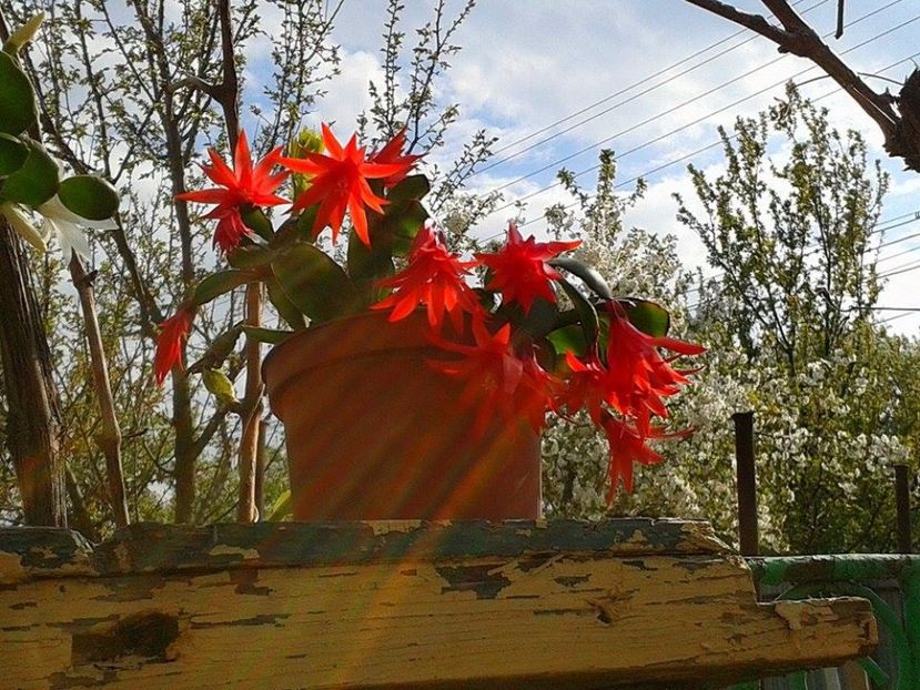  - floricele ingrijite de mama