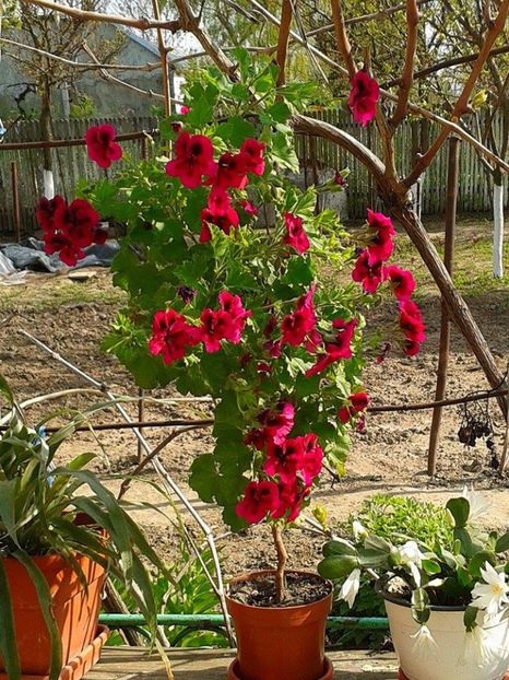  - floricele ingrijite de mama