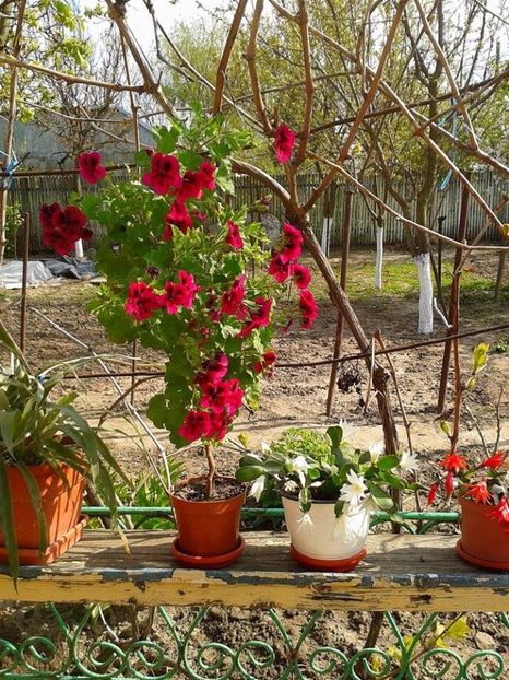  - floricele ingrijite de mama