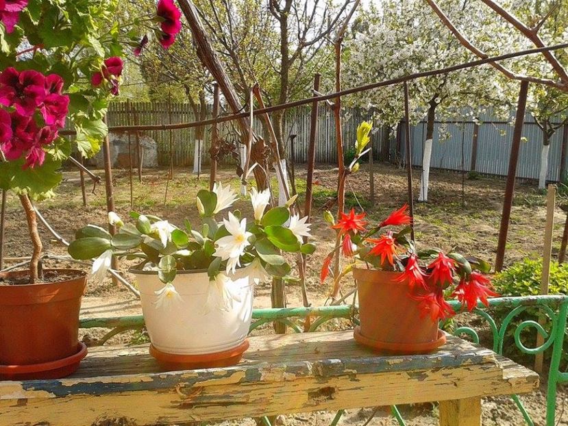  - floricele ingrijite de mama