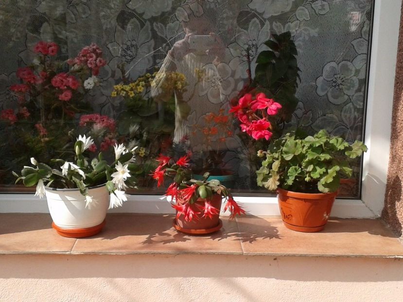 17968655_1420277554711683_517526796_o - floricele ingrijite de mama