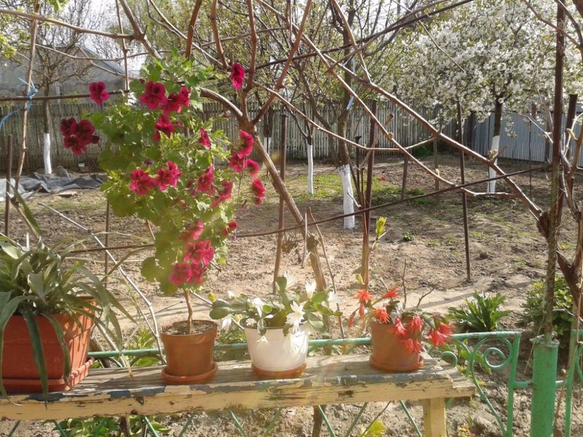 17975969_1420281101377995_98723129_o (1) - floricele ingrijite de mama